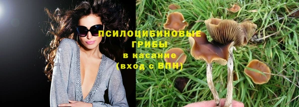 прущие грибы Абаза